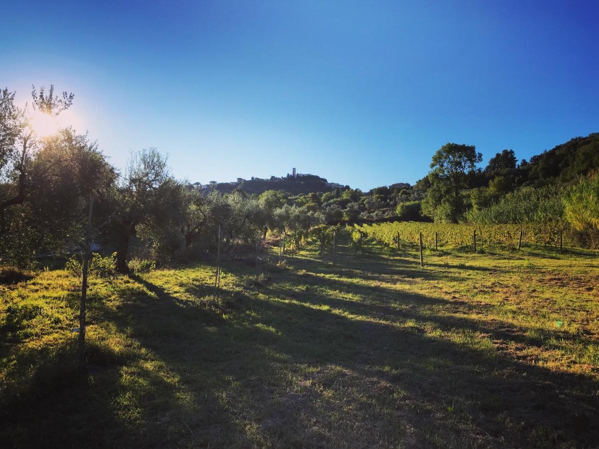 Le Giuncaie - Vigna Con Alloggio Montescudaio Exterior foto